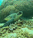 Image0_1